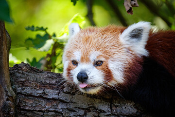 red panda on the tree