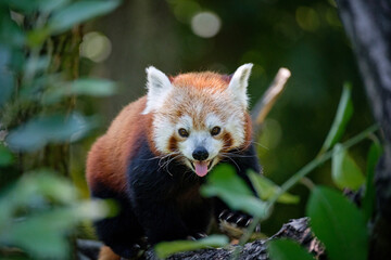 red panda on the tree