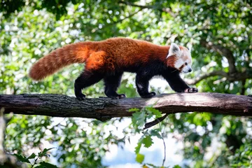 Gardinen Panda red panda on the tree  © Jim Barris
