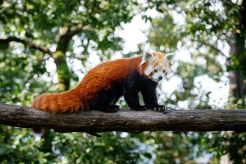 red panda on the tree