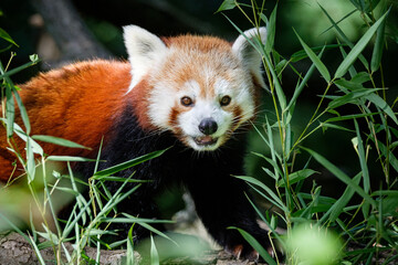 red panda on the tree