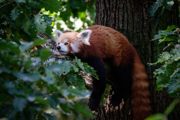 red panda on the tree © Jim Barris