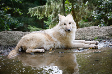 Obraz na płótnie Canvas arctic wolf