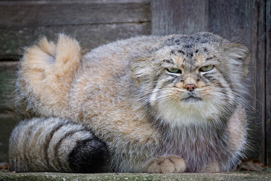 pallas's cat