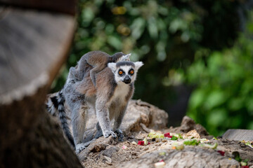 curious lemur 