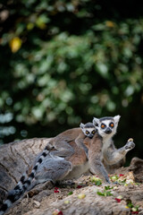 curious lemur with baby © Jim Barris