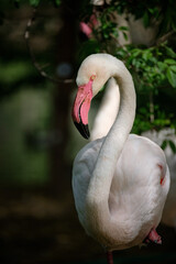 close up of flamingo