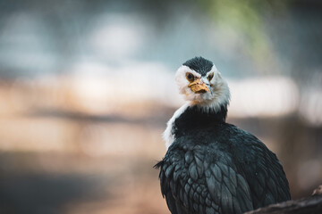 yellow billed hornbill