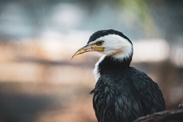 yellow billed hornbill