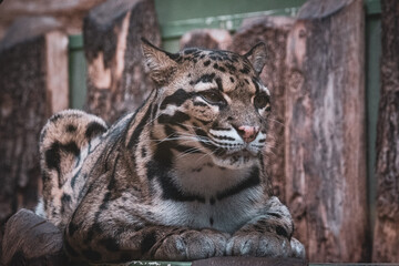 Clouded leopard