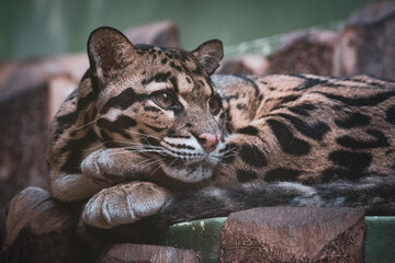 Clouded leopard