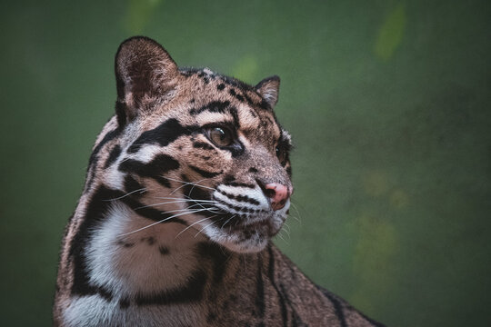 Clouded leopard