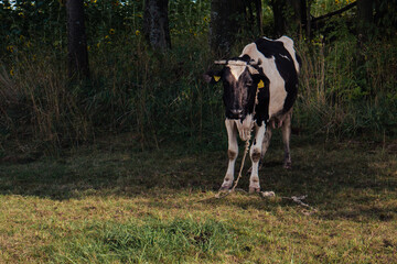 krowa na łące - obrazy, fototapety, plakaty