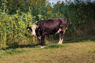 krowa na łące
