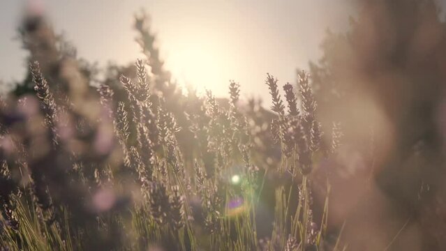 Close up view of beautiful Lavender flowers sway at sunset. Field of lavende
