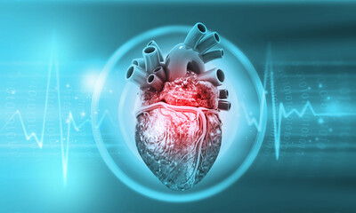 Human heart anatomy with ecg background. 3d illustration.