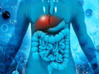 Human digestive system anatomy. Medical concept. 3d illustration. - obrazy, fototapety, plakaty