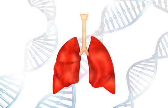 Lungs anatomy with dna background. 3d illustration.