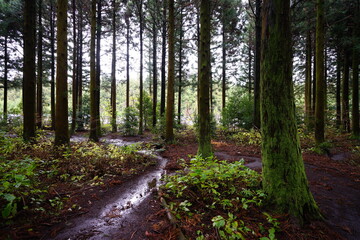Fototapeta premium mossy cedar woods in autumn forest