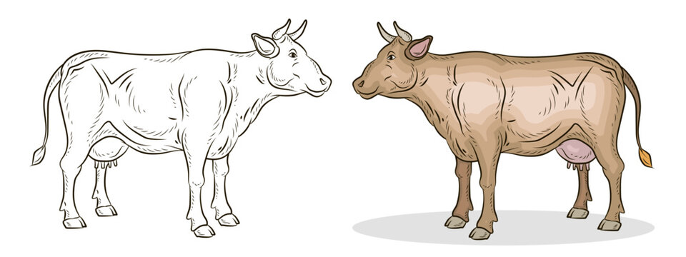 Cow, vector image, black and white linear and color drawing.
 Coloring book for children, clipart.