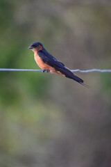 Paradise Flycatcher in Jungle Closeup