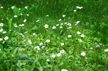 Green grass summer day background