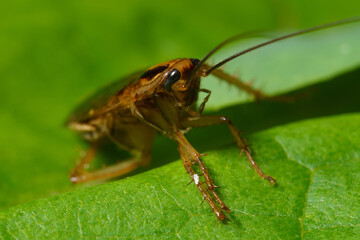 The red cockroach, or Prusak, Latin Blattella germanica, is a species of cockroaches from the Ectobiidae family. Macro, Close-up. Selective focus image.