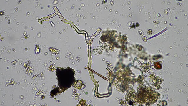 microorganisms and soil biology, with nematodes and fungi under the microscope