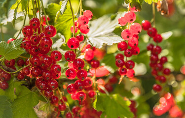 red currant bush