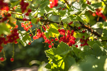 red currant bush