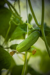 cucumber on the vine