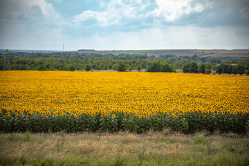 Fototapeta premium field of yellow flowers