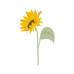 Sunflower icon vector isolated on white backgound. Yellow sunflower blossom nature flower illustration.