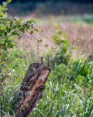 bird perching on stump 
