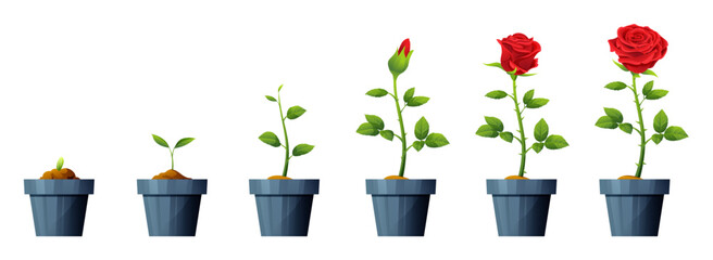 Beautiful red rose flower growth and development stages illustration. Life cycle of rose flower