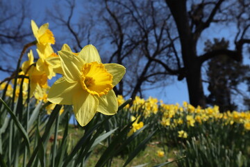Obraz premium yellow daffodils in the garden