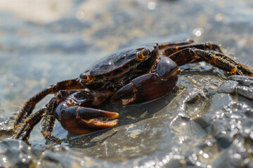 Colorful stone crab Eriphia verrucosa goes to the water on the coastal rocks. Selective focus image. Close up view.