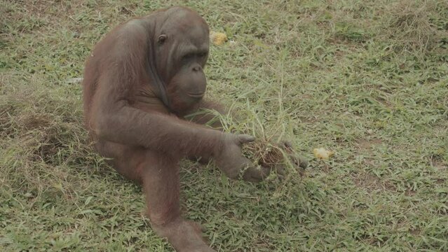 Endangered Bornean Orangutan Pongo pygmaeus on The Grass - Mammal Primate Indonesia Great Apes Native to Asia
