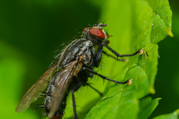 Musca autumnalis, the face fly or autumn housefly, is a pest of cattle and horses. Selective focus image.