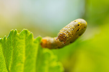 Fall armyworm Spodoptera frugiperda on a green leaf. Selective focus image. Extreme close up view.