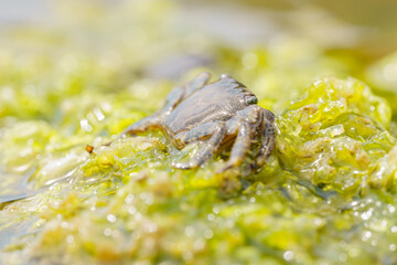 Colorful stone crab Eriphia verrucosa goes to the water on the coastal rocks. Selective focus image. Close up view.