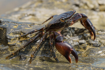 Colorful stone crab Eriphia verrucosa goes to the water on the coastal rocks. Selective focus image. Close up view.