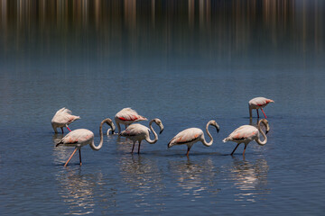 l bird white-pink flamingo on a salty blue lake in spain in calpe urban landscape