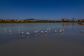 Fototapeta na wymiar l bird white-pink flamingo on a salty blue lake in spain in calpe urban landscape