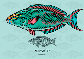 Parrotfish. Vector illustration with refined details and optimized stroke that allows the image to be used in small sizes (in packaging design, decoration, educational graphics, etc.)