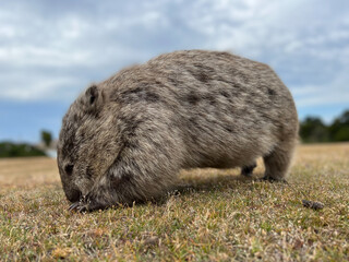 草を食べるウォンバット　マリアアイランドにて