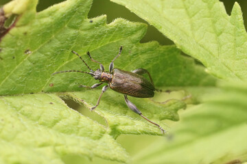 Closeup on a brassy colored half-penny reed beetle, Donacia semicuprea