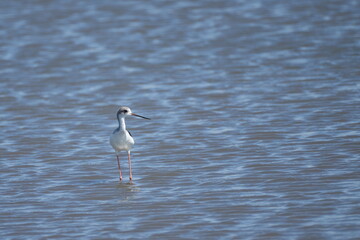 black winged stilt in a pond