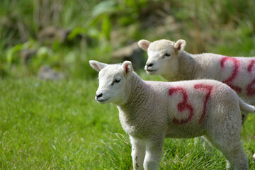 Naklejka na ściany i meble Lambs in Wharfedale, Yorkshire Dales