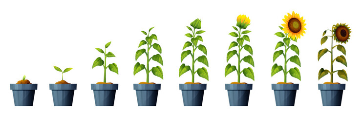 Sunflower plant growth and development stages illustration. Life cycle of sunflower